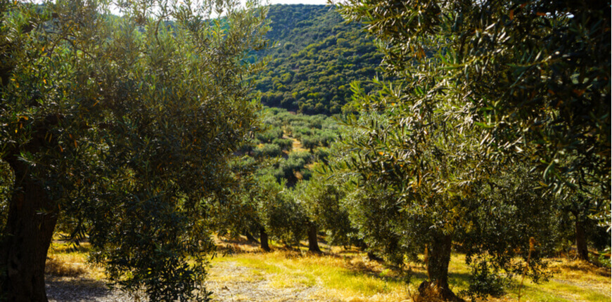Explore the best local products of the Halkidiki region - Olive and Olive Oils - Greek Transfer Services