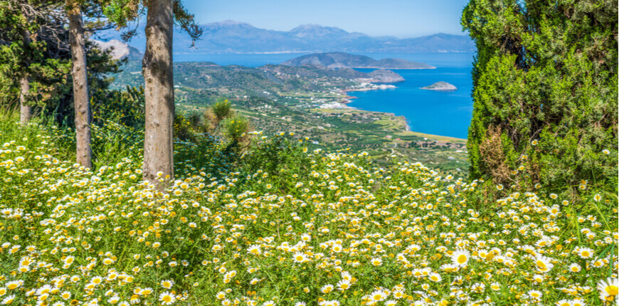 Explore the best local products of the Halkidiki region - Herbs - Greek Transfer Services