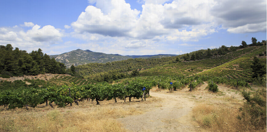 Explore the best local products of the Halkidiki region - Wine - Greek Transfer Services