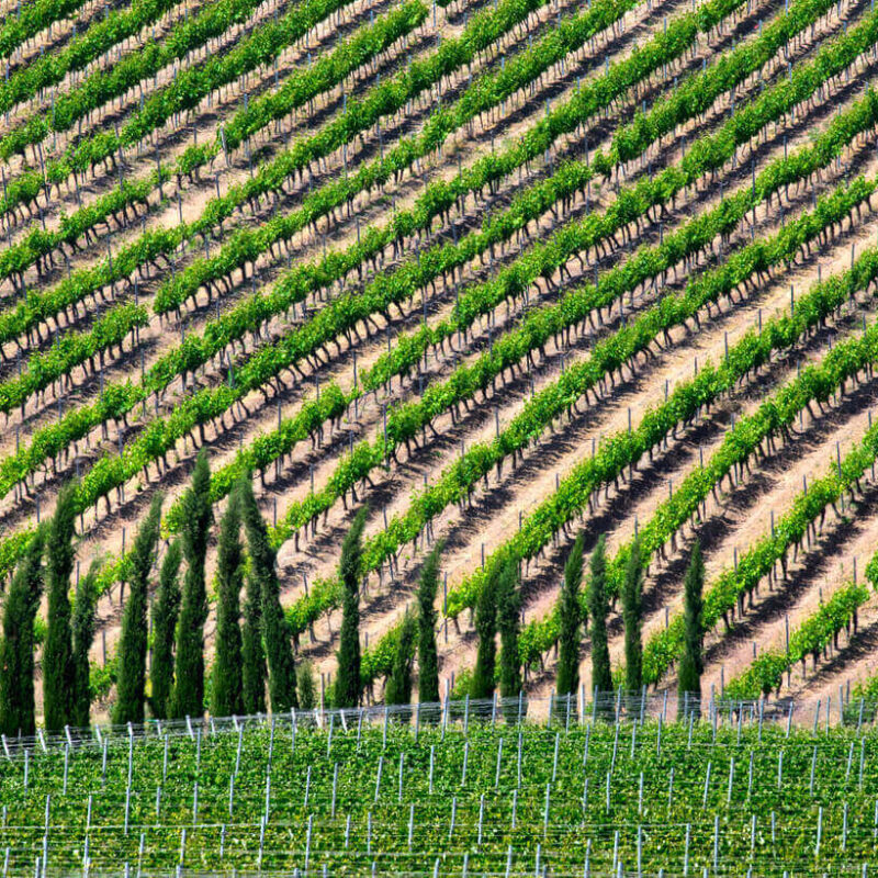 Wine Tour Ktima Gerovassiliou Greek Transfer Services